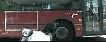 Il cane Gizmo passeggero speciale su bus Atac, Prestipino: “Iniziativa per sensibilizzare su adozioni”
