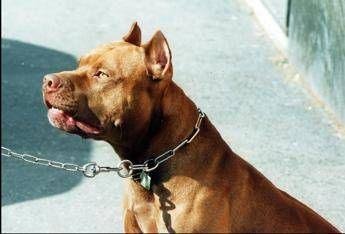 Pitbull azzanna una donna, il veterinario Coccìa: “La razza non c’entra, dipende dal padrone”