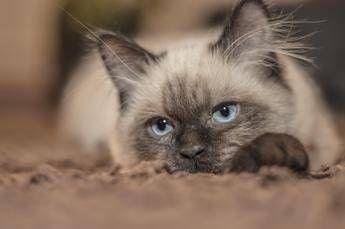 Latina, furto di gatti: denunciato presidente associazione animalista