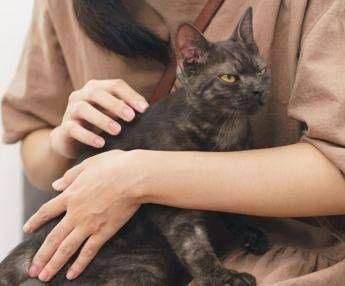 Asma nei bambini, uno studio assolve i gatti: “Nessun rischio da convivenza con i mici”