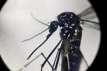 Dengue, in focolai in Italia prevale trasmissione a breve distanza: entro 400 metri