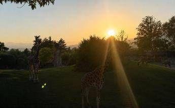 Le incredibili reazioni di giraffe e primati all’eclissi solare