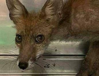 Roma, ragazzini tentano di impiccare un cucciolo di volpe: salvato da un runner